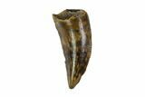 Raptor Tooth - Real Dinosaur Tooth #90087-1
